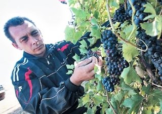 В Дагестане прошел республиканский форум виноградарей