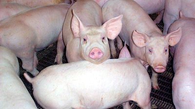 Польша может стать страной свободной от АЧС лишь через 2 года после выявления последнего случая заболевания
