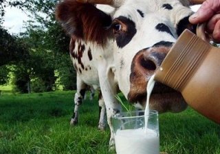РСПМО: программа развития молочной отрасли вызывает вопросы