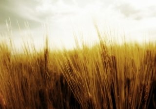 В Башкирии получено больше 1,6 млн тонн зерна, Татарстан заканчивает уборку