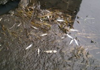 В рыбопитомнике под Саратовом вымерла вся рыба