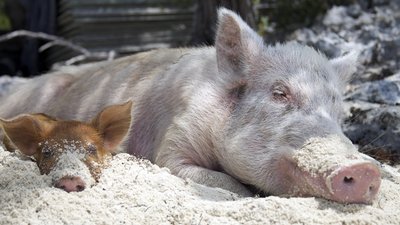 АЧС уверенно движется на северо-запад Европейского Союза