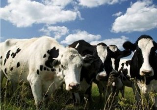 В Костромской области планируется реализация шести крупных инвестиционных проектов в молочном скотоводстве