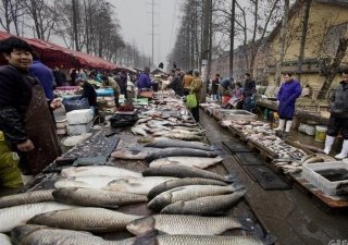 Утечка в Тихий океан с АЭС "Фукусима-1" не грозит рисками попадания токсичной рыбы в РФ