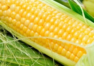На Южном Урале кукуруза снова станет царицей полей