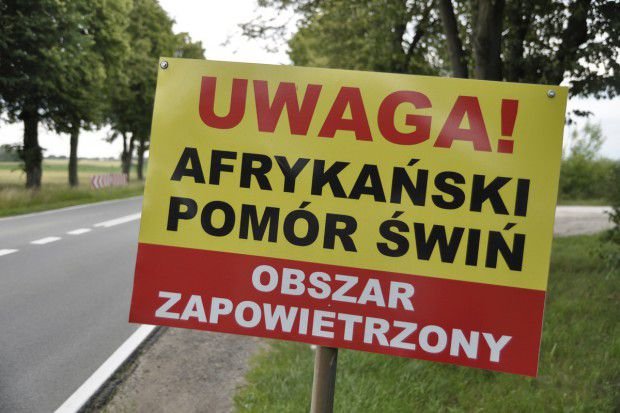 В Польше от АЧС пострадало около 3000 свиней за неделю