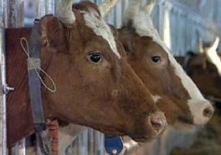 Республика Калмыкия: итоги сельскохозяйственного года