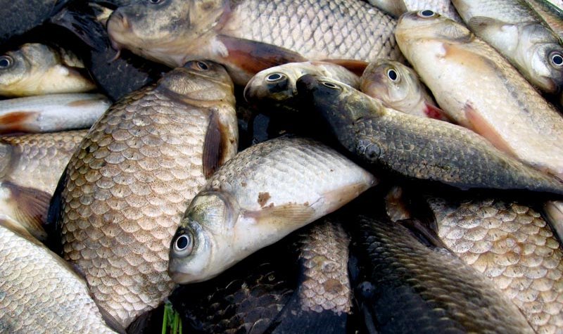 Взимание налога за пользование водных биологических ресурсов должно стимулировать поставки рыбы на берег