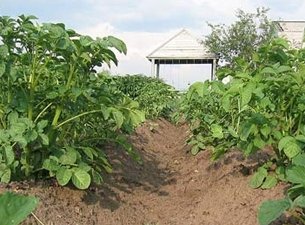 Высокий урожай картофеля можно получить при помощи искусственного орошения