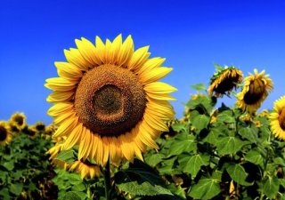 Кубань соберет высокий урожай подсолнечника и накормит страну продовольствием