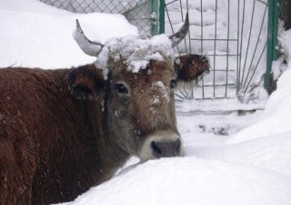 Россия увеличила производство скота и птицы за 11 месяцев на 5,4%.