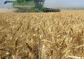 Костанайская область намерена собрать 4,5 миллиона тонн зерна