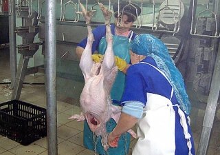 В 2014 производство индейки в "Залесном" (Татарстан) удвоится