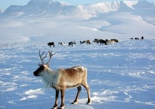 Сельхозпродукцию Ямала покажут на предстоящей выставке «Зеленая неделя»