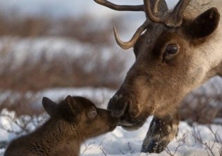 На Камчатке впервые в России было проведено массовое чипирование оленей
