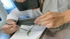 Создание селекционно-семеноводческого центра "Русагро-Семена"