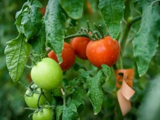 Особенности выращивания томата на гидропонике