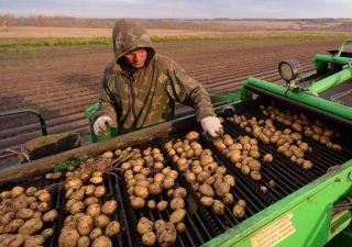 Фермеры смогут открывать магазины на землях сельхозназначения
