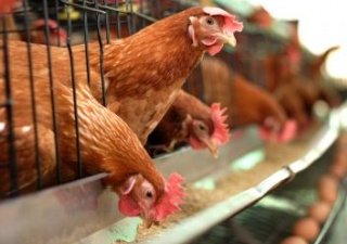 Николай Федоров обсудил отрасль птицеводства на заседании в Челябинске