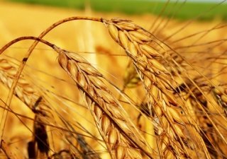 Производство сельхозпродукции в Бурятии за год выросло на 2,2%