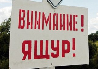 В Приморье ищут виновных во вспышке ящура
