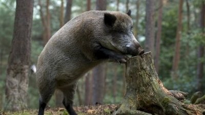 География распространения АЧС в Польше расширяется