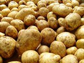 На приусадебных участках поселка Струги Красные Псковской области обнаружен карантинный вредитель