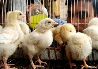 Аграрии Пермского края посетили фермерские хозяйства Финляндии