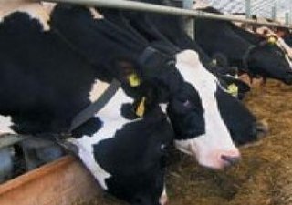 В Косихинском районе Алтайского края от каждой коровы надоили по 5026 килограммов молока