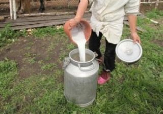 Чебурашка даст молока