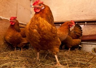 Испанского поставщика оборудования обвиняют в гибели 400 тысяч кур в Синявинской птицефабрике