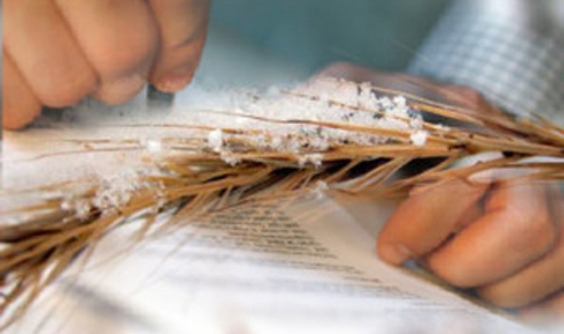 Минсельхоз и Национальный союз агростраховщиков продолжают совместную работу по развитию агрострахования в регионах