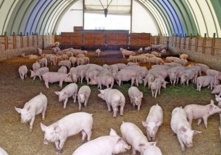 Из-за АЧС Минсельхоз России ужесточил требования к степени безопасности свиноводческих хозяйств
