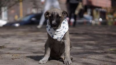 В Петербурге стали приручать бездомных животных и находить им новых хозяев