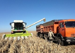 Весенняя уборка кукурузы в Оренбуржье
