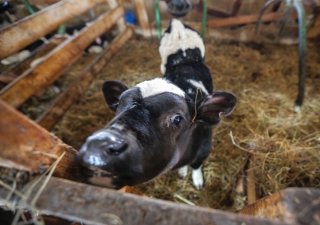 АПК Колымы может рассчитывать на увеличение федеральной поддержки