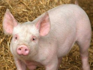 Обзор рынка: комбикорма для свиней