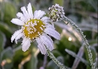 Урожаю Кубани угрожают заморозки