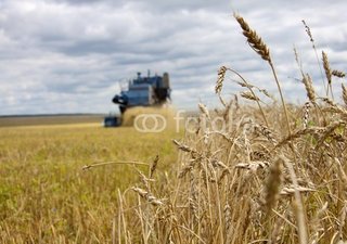 Дожди мешают убирать урожай в Алтайском крае