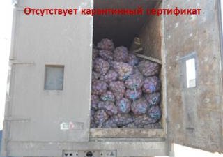 Картофель без карантинного сертификата