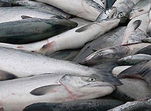 Норвежская рыба безопасна для здоровья россиян