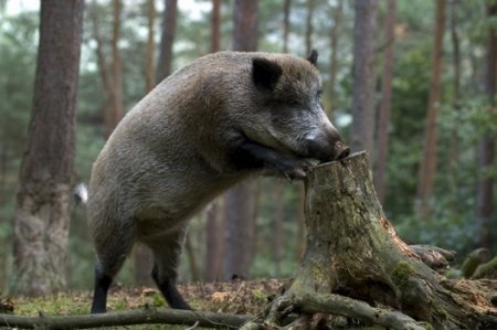 География распространения АЧС в Польше расширяется