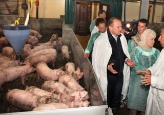 Кроликам АЧС не страшна