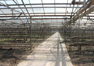 В Краснодарском крае возводят тепличный овощной комбинат