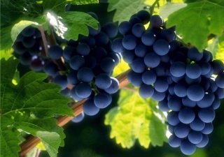 На Кубани хотят собрать много винограда