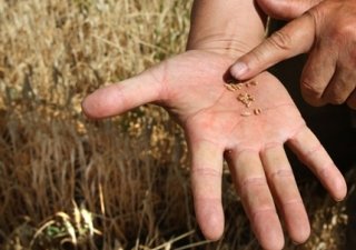 Хабаровский край на пути к возрождению сельского хозяйства
