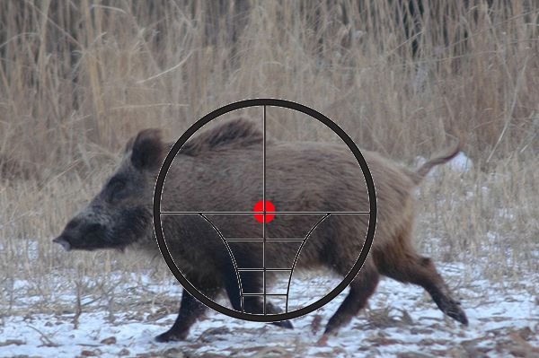 В распространении АЧС по Польше свиноводы винят охотников