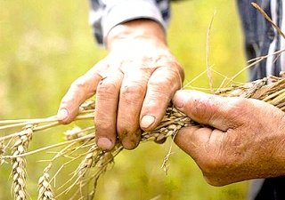 В Краснодарском крае стартовала уборка зерновых