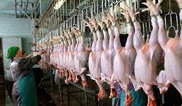 Племенной репродуктор в Осетии хочет заняться глубокой переработкой птицы