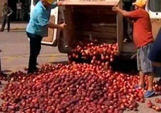 Голландские фермеры уничтожают тонны помидоров и яблок из-за российского эмбарго